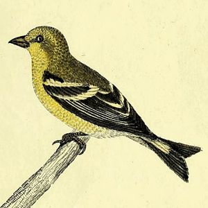 Female American Goldfinch, engraving printed then hand-colored. Perched on small branch.
