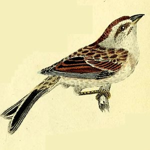 Tree sparrow illustration, engraving printed then hand-colored. Perched on very short twig.