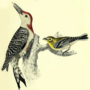 Red-bellied Woodpecker & Yellow-throated Flycatcher illustration, engraving printed then hand-colored. Perched on branch fork