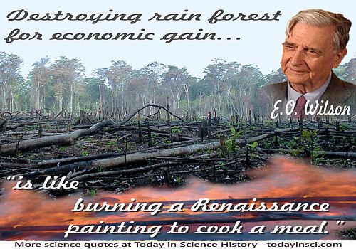 Burned deforestation photo+quote Destroying rain forest for economic gain is like burning a Renaissance painting to cook a meal