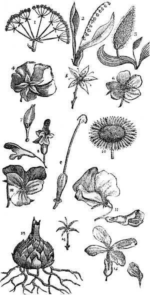 Plate 2 from John Wilson's book, A Synopsis of British Plants, in Mr. Ray's Method.